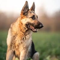 Bandito - ein Rohdiamant, Hund zur Adoption