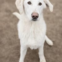 Cuki -Wunderschöne Hündin, Hündin zur Adoption