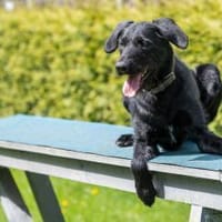 Lemmy wünscht sich ein Zuhause, Hund zur Adoption