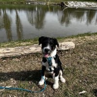 Schlaues Kerlchen Finn bereits in DE, Hund zur Adoption