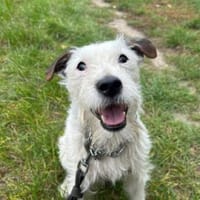 Cookie, Terrier zu 100%, Hund zur Adoption