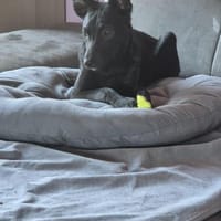 💛 Ilse 💛 sucht ihr für immer Zuhause, Hündin zur Adoption