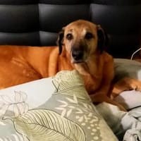 Opi Salim sucht sein Körbchen, Hund zur Adoption