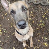 Sportliches Zuhause, Hund zur Adoption