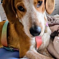 Gustav💙 sucht seine Menschen, Hund zur Adoption