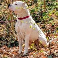 Ares, Hund zur Adoption