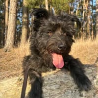 Yoschi macht viel Spaß, Hund zur Adoption