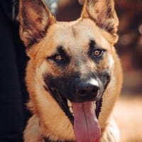 Moritz sucht aktive, erfahrene Menschen, Hund zur Adoption