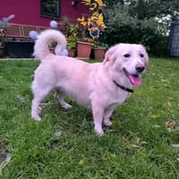 Quirlige Kiki Lee, Hündin zur Adoption