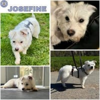 JOSEFINE -Liebt den Menschen sehr-, Hündin zur Adoption