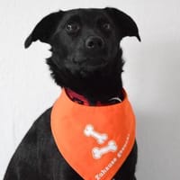 Marie aus Bochum, Hündin zur Adoption