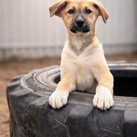 Nevio-Kleiner Entdecker sucht sein Glück, Hund zur Adoption