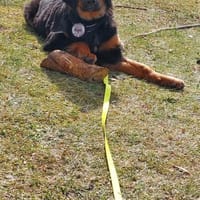 Leonardo 💛 sucht seine Menschen, Hund zur Adoption