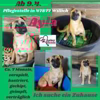 Aylasucht ihre Menschen, Hündin zur Adoption
