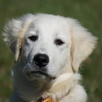 Körbchen für Nekkar gesucht, Hund zur Adoption