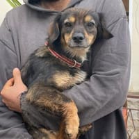 Pimpa 💜💜💜 absolut sozialverträglich, Hündin zur Adoption