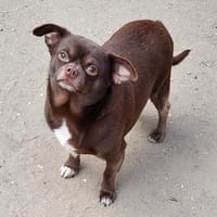 Martin° in 83623 Ascholding, Hund zur Adoption