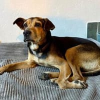 Nehmen Sie Butz bei sich auf?, Hund zur Adoption