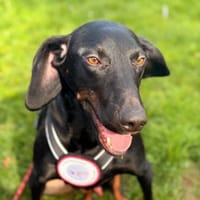 💙Cormac💙 such sein Zuhause, Hund zur Adoption