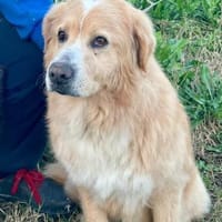 Sasha 💚💚💚 ruhig und ausgeglichen, Hündin zur Adoption