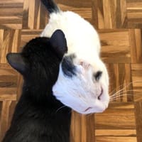 Rony&Fiona- einfach unzertrennlich, Kater zur Adoption