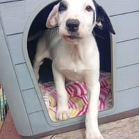 Sjaakie - aus großer Not gerettet, Hund zur Adoption