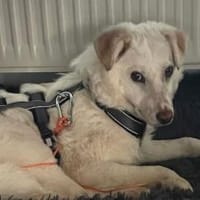 Sanfte und feinfühlige Lita sucht Zuhaus, Hündin zur Adoption