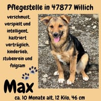 Max sucht ein schönes Zuhause, Hündin zur Adoption