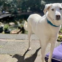 Liebenswerte Oya sucht Zuhause, Hündin zur Adoption