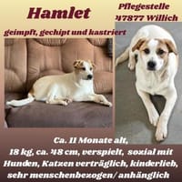 Hamlet sucht sein großes Glück 🐾, Hund zur Adoption