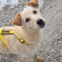 Zaria - Traumhündin zum Verlieben, Hündin zur Adoption