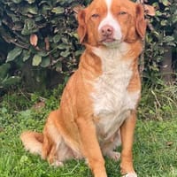 Polpetta 💜💜💜 sanfte, anhängliche Hünd, Hund zur Adoption