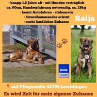 Die liebe 💕Raija 💕sucht ihre Menschen, Hündin zur Adoption