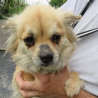 WALLY, chienne à adopter