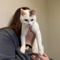 BRESIL (RESERVEE) A17395, chat à adopter