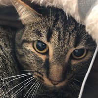 AZUL, chat à adopter