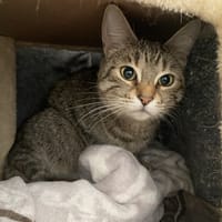 LAONIE, chatte à adopter