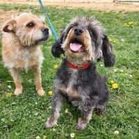 NINA, chienne à adopter