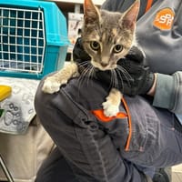 GIPSY, chatte à adopter