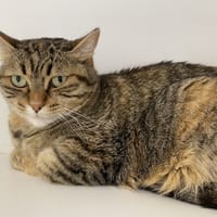 caliko, chatte à adopter