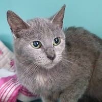 CINZA CHA, chatte à adopter