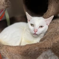 CHILLY A17386, chatte à adopter