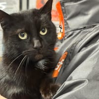 LALA, chatte à adopter