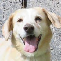 WHITY, chienne à adopter