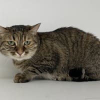MIYAKO, chatte à adopter