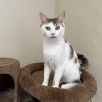 SUEDE A17391, chatte à adopter
