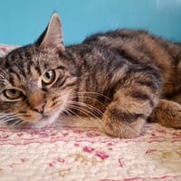 ANAKIN, chat à adopter