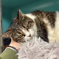 SAKURA A17381, chatte à adopter