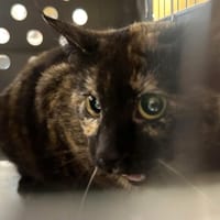 ECLIPSE, chatte à adopter