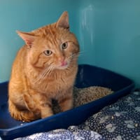 MARLEY, chat à adopter